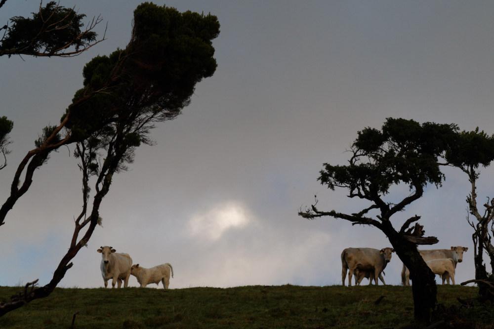 Pico - Açores