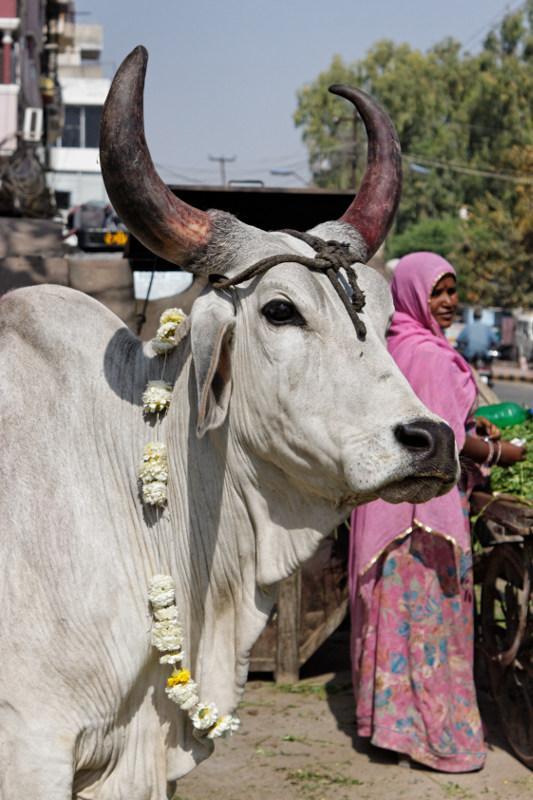 Vache sacrée - Inde